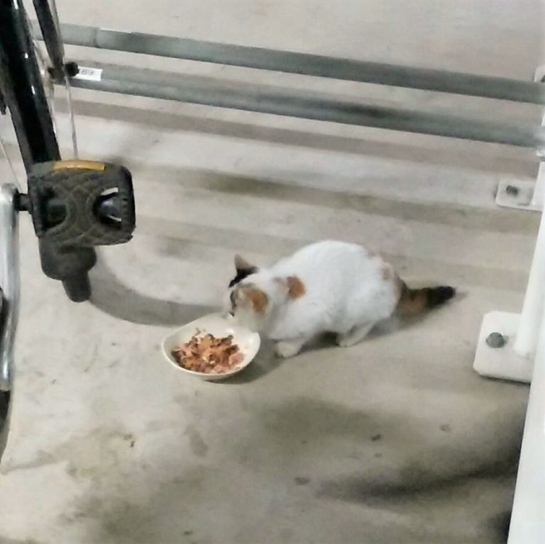 マロとの出会い　保護猫