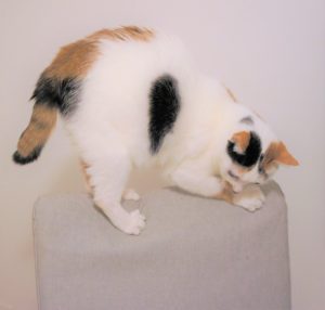 ダイニングチェアで爪とぎ被害者の会