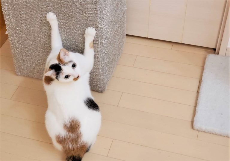 猫爪とぎ