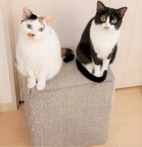 爪とぎBOXの現在