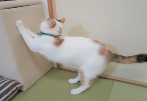 布張りBOXの爪とぎ被害者の会