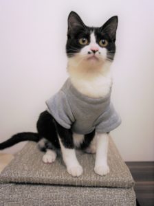 貼替たてほやほや？！