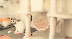 100均段ボール爪とぎ