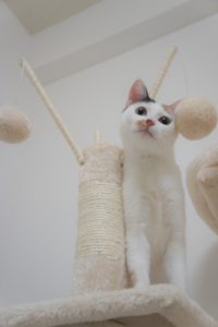 キャットタワーで爪とぎ