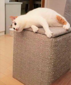 爪とぎ被害者布張りおもちゃボックス